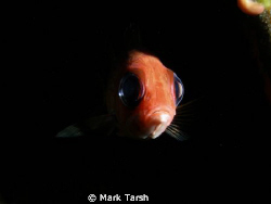 Sqirrel Fish by Mark Tarsh 
